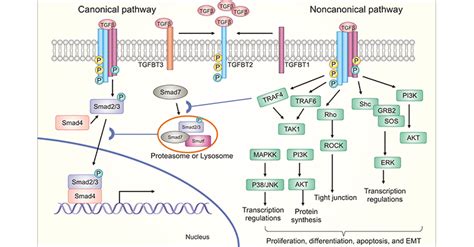 tgf beta receptor|TGF beta receptor .